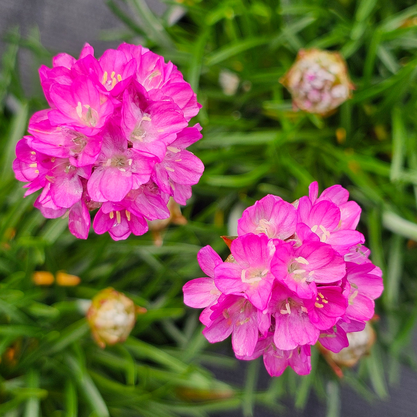 Armeria maritima | Deep Rose