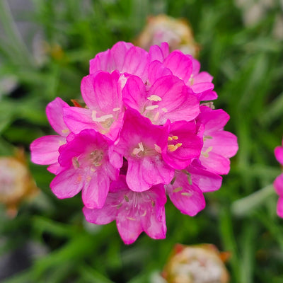 Armeria maritima | Deep Rose