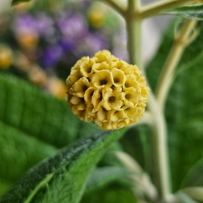 Buddleja globosa | Lime Glow