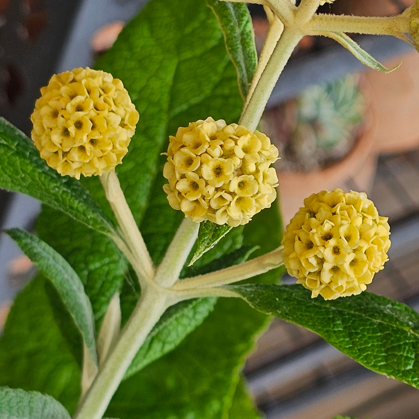 Buddleja globosa | Lime Glow