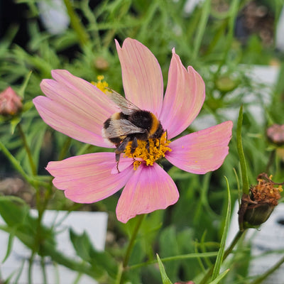 Cosmos bipinnatus | Apricotta