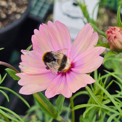 Cosmos bipinnatus | Apricotta