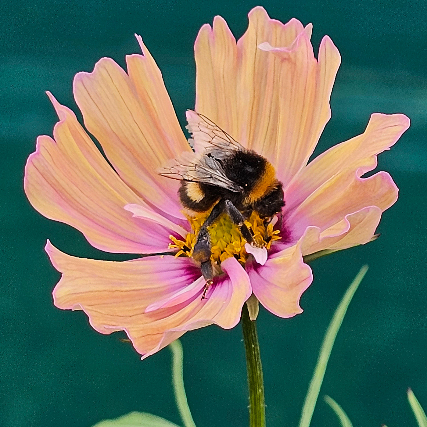 Cosmos bipinnatus | Apricotta