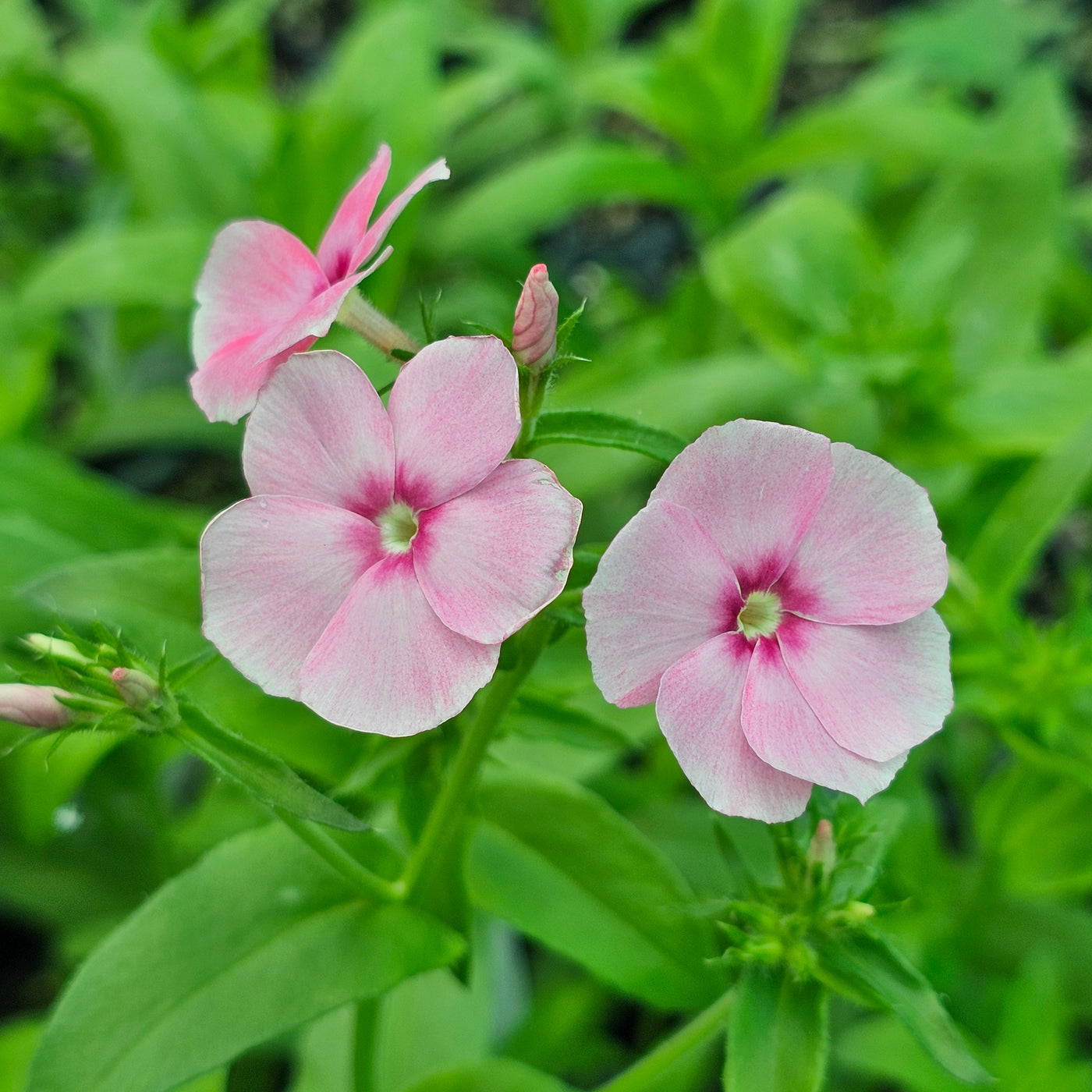 Phlox drummondii | Blushing Bride