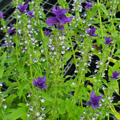 Salvia viridis | Blue Monday