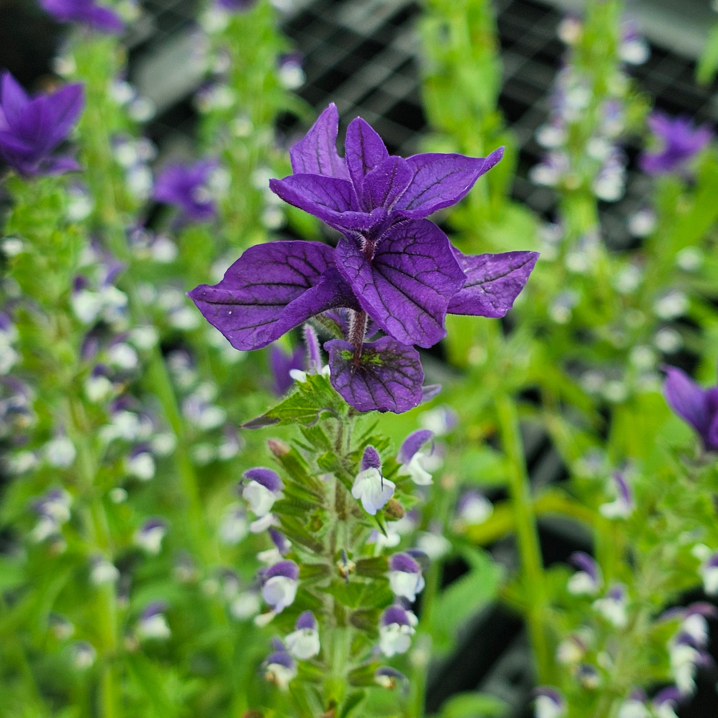 Salvia viridis | Blue Monday