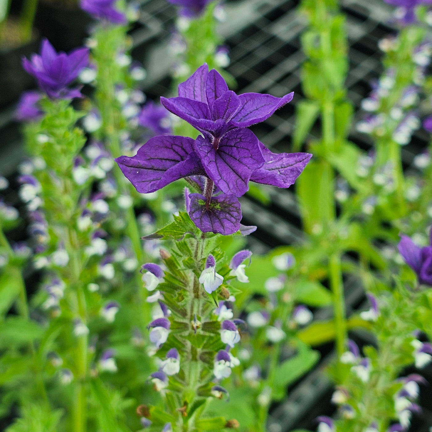 Salvia viridis | Blue Monday