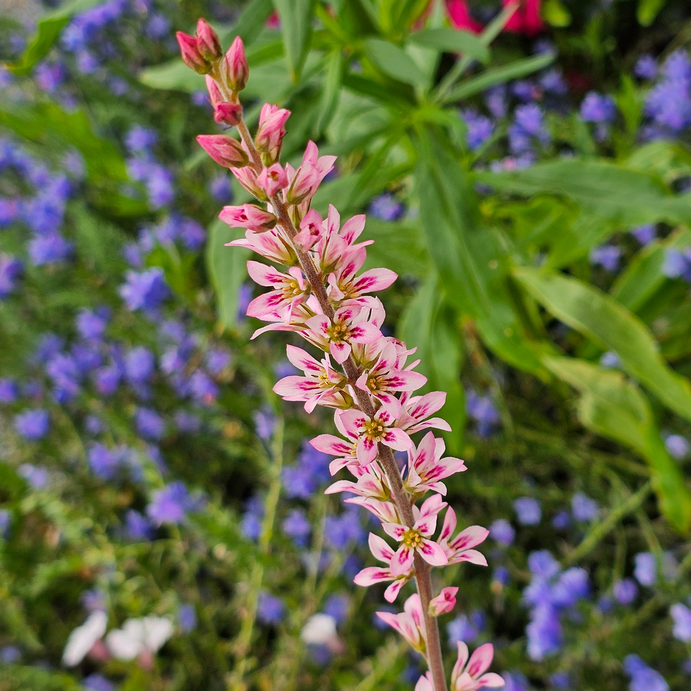 Francoa ramosa