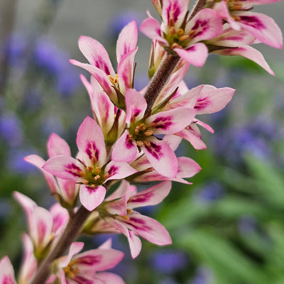 Francoa ramosa