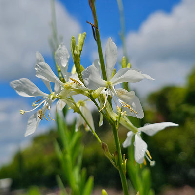 Gaura lindheimeri | Cool Breeze