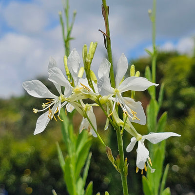 Gaura lindheimeri | Cool Breeze