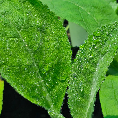 Verbascum bombyciferum | Giant Silver Mullein