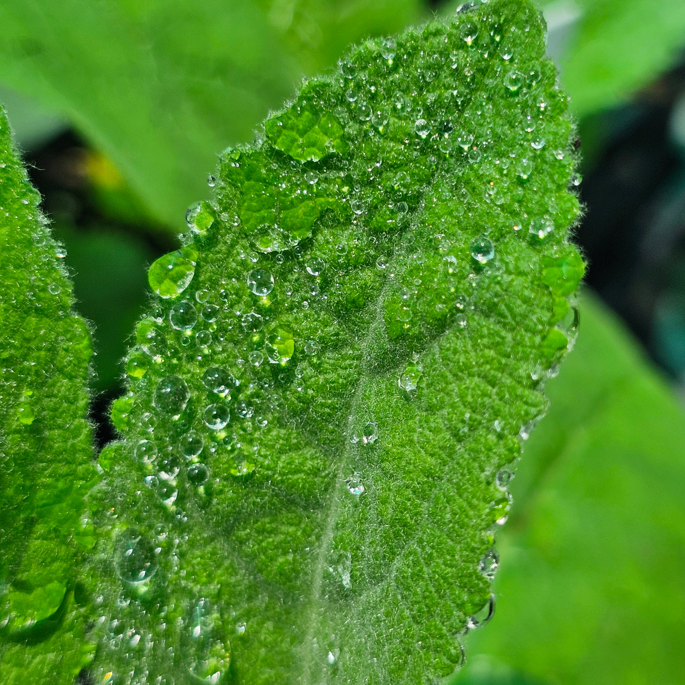 Verbascum bombyciferum | Giant Silver Mullein