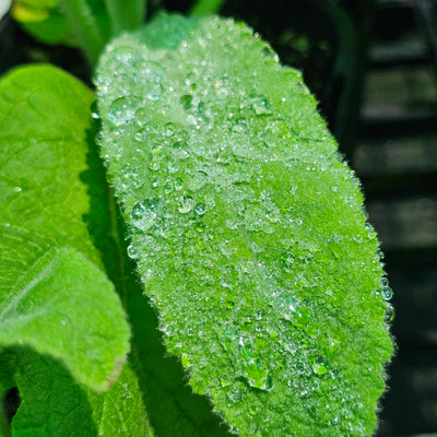 Verbascum bombyciferum | Giant Silver Mullein