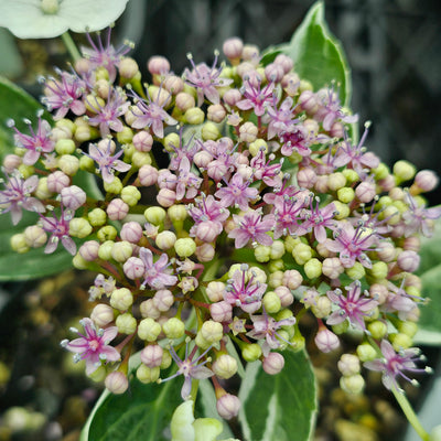 Hydrangea macrophyllum | Variegata