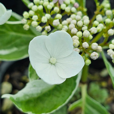 Hydrangea macrophyllum | Variegata