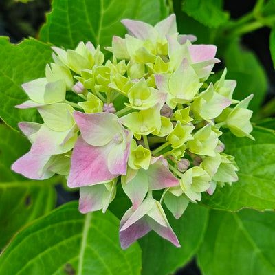 Hydrangea macrophylla | Miss Belgium