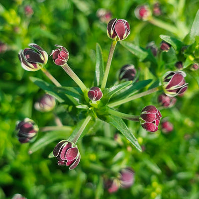 Zaluzianskya capensis | Midnight Candy