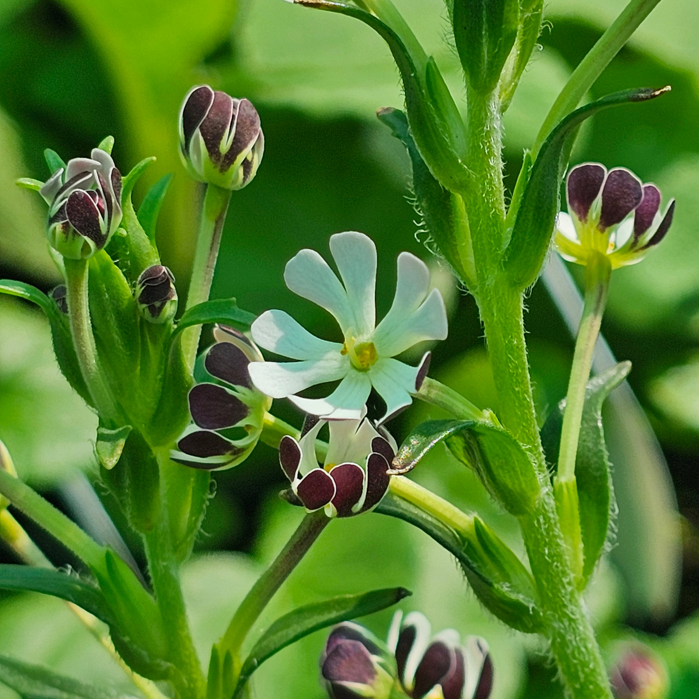 Zaluzianskya capensis | Midnight Candy