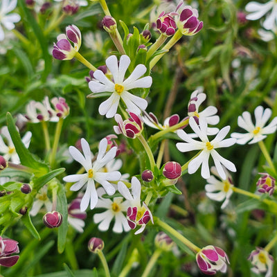 Zaluzianskya capensis | Midnight Candy