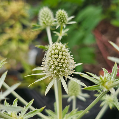 Eryngium planum | White Glitter