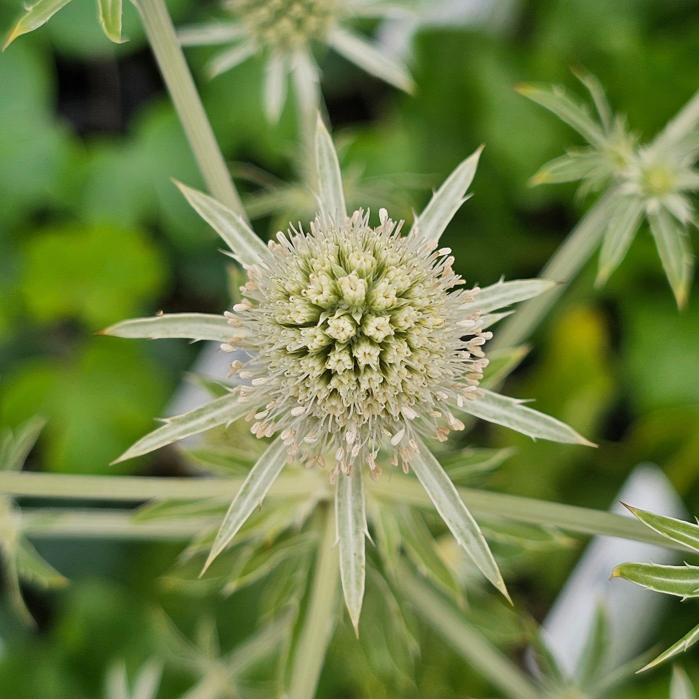 Eryngium planum | White Glitter