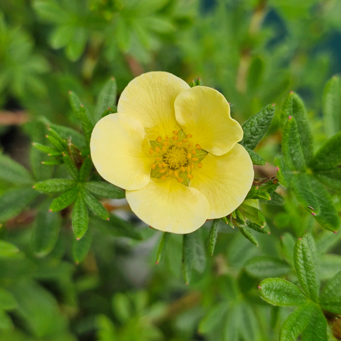 Potentilla | Peaches And Cream