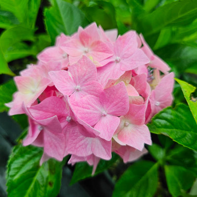 Hydrangea macrophylla | Miss Belgium