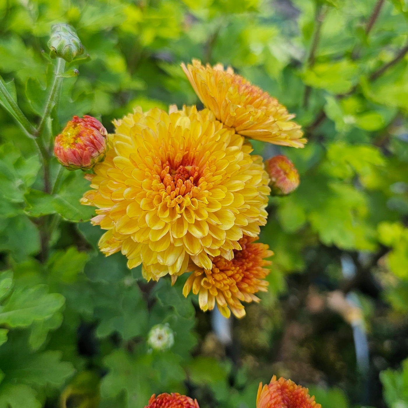 Chrysanthemum | Bronze Fairy