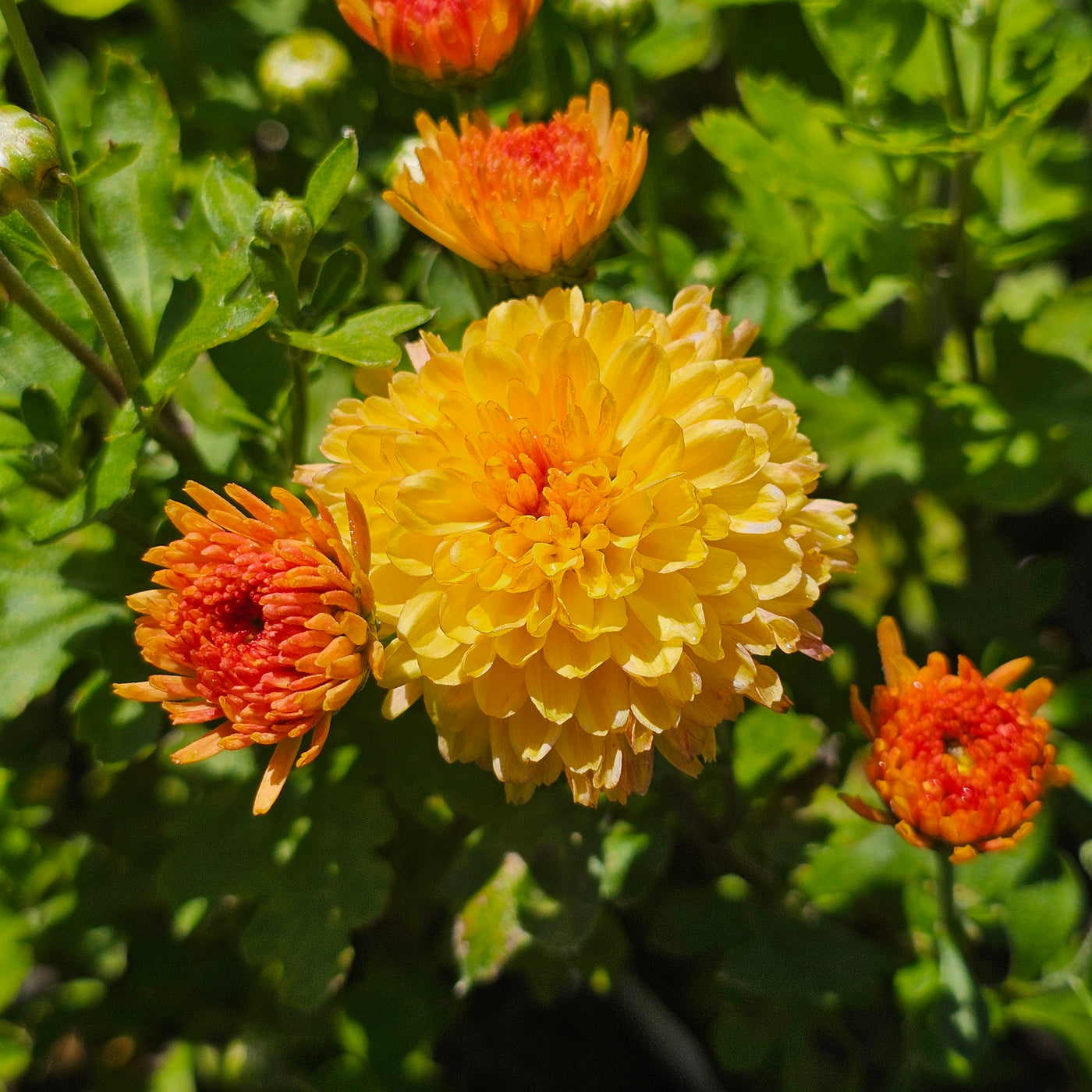 Chrysanthemum | Bronze Fairy