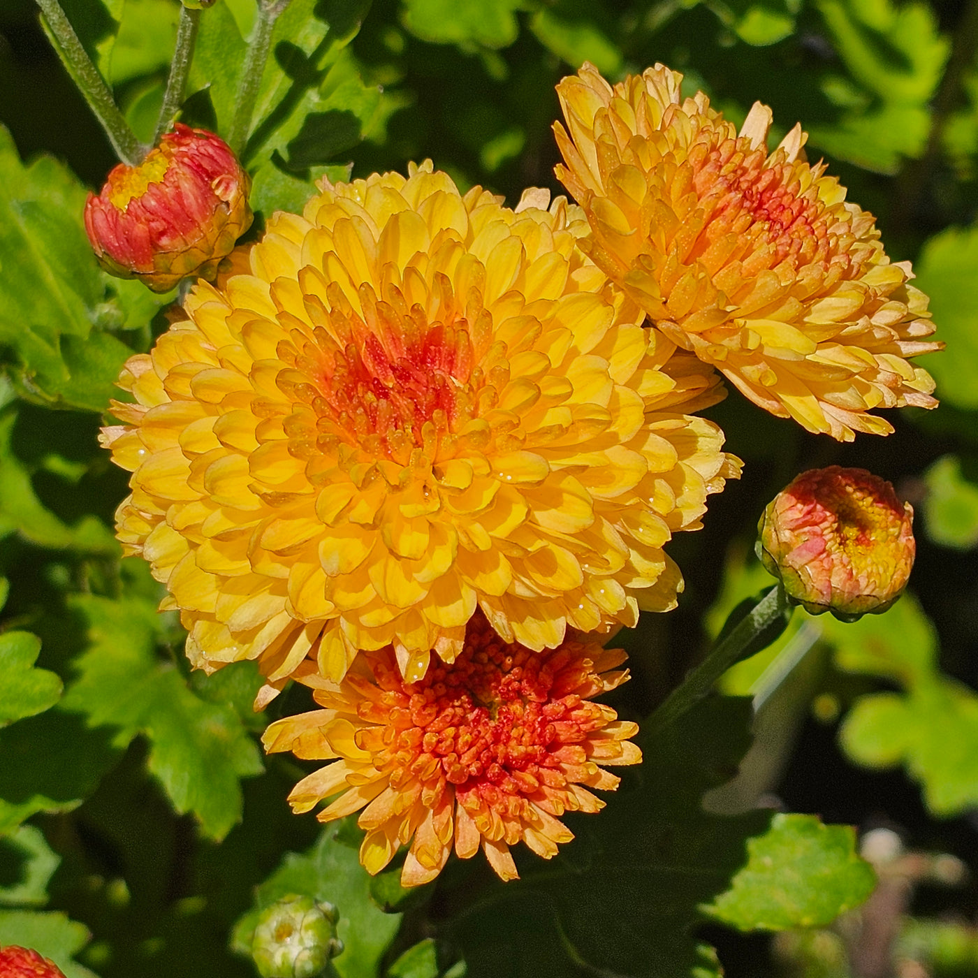 Chrysanthemum | Bronze Fairy