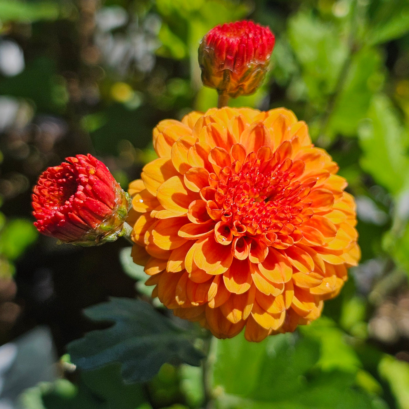 Chrysanthemum | Bronze Muriel