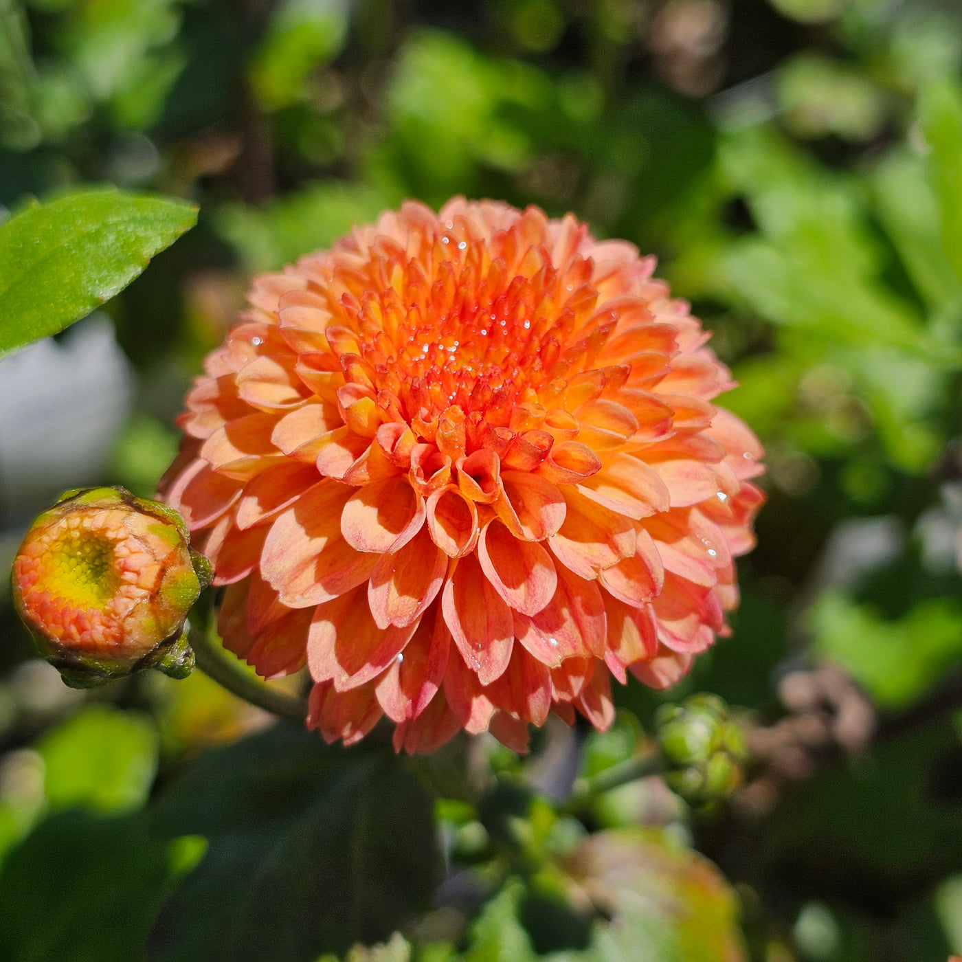 Chrysanthemum | Salmon Fairy