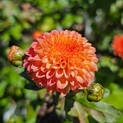 Chrysanthemum | Salmon Fairy