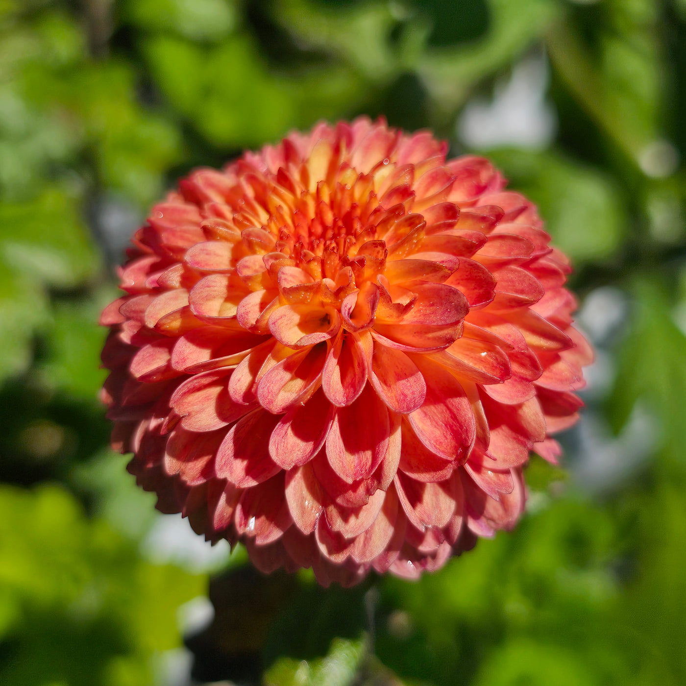 Chrysanthemum | Salmon Fairy