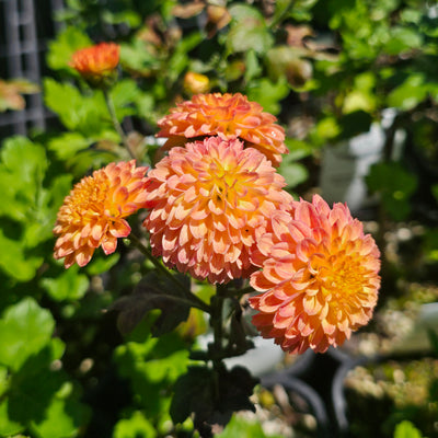 Chrysanthemum | Salmon Fairy