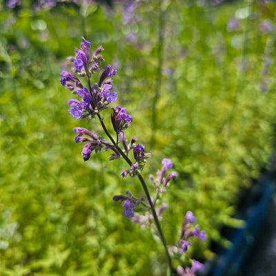 Nepeta gigantea variegata | Six Hills Giant