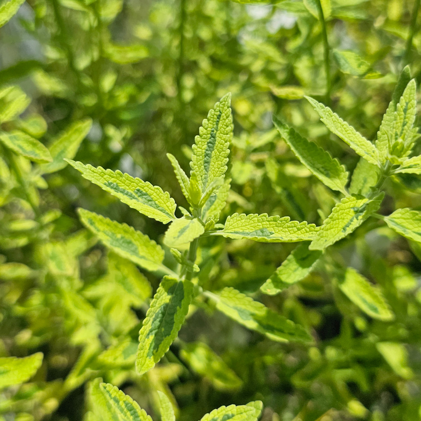 Nepeta gigantea variegata | Six Hills Giant