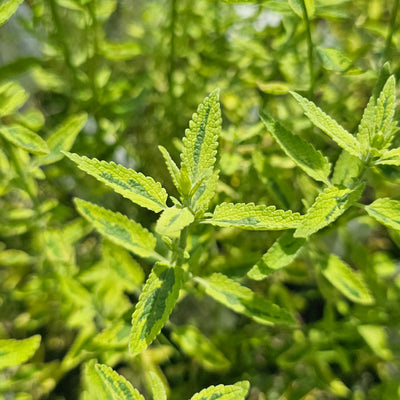 Nepeta gigantea variegata | Six Hills Giant