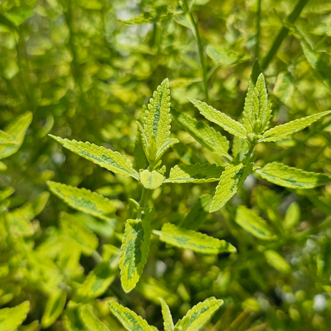 Nepeta gigantea variegata | Six Hills Giant