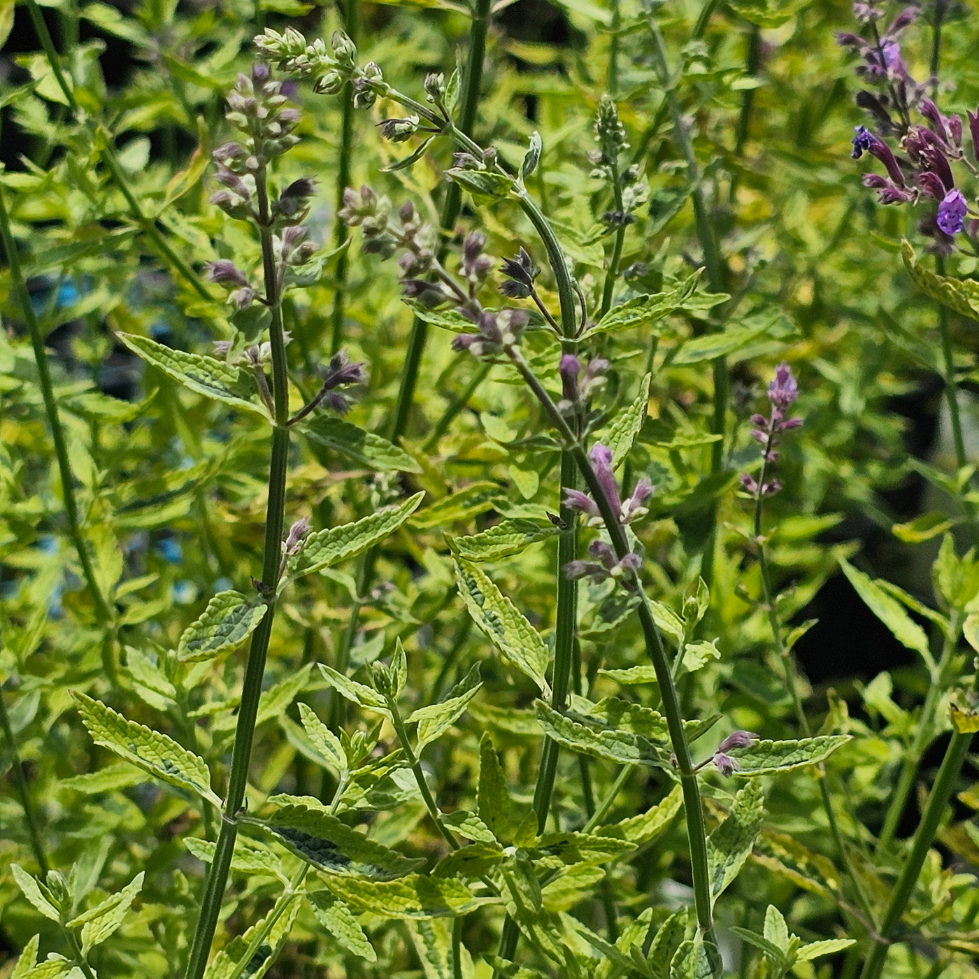 Nepeta gigantea variegata | Six Hills Giant