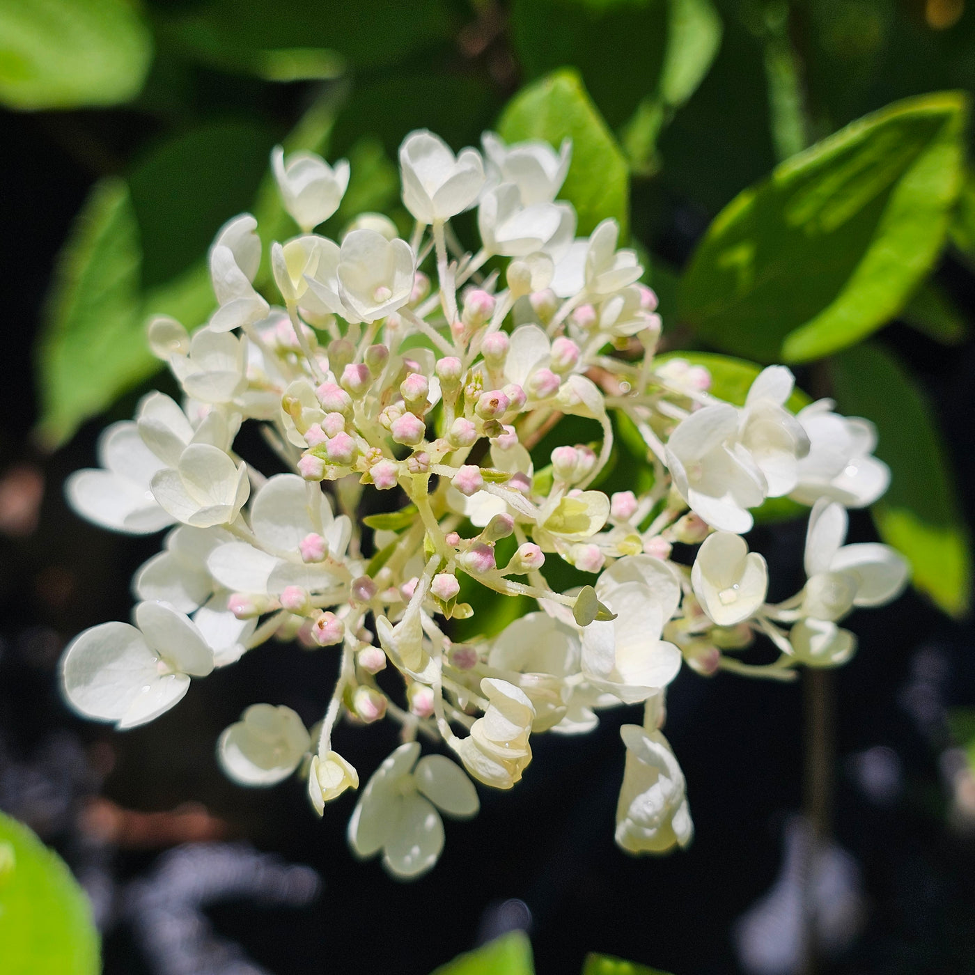 Hydrangea paniculata | Grandiflora