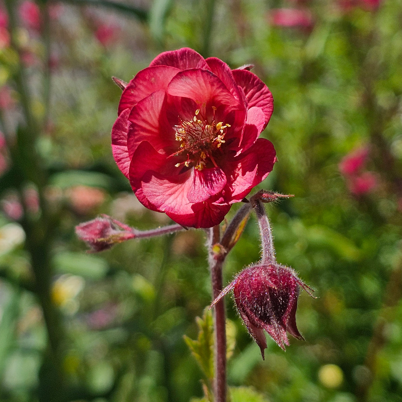 Geum rivale | Rosea