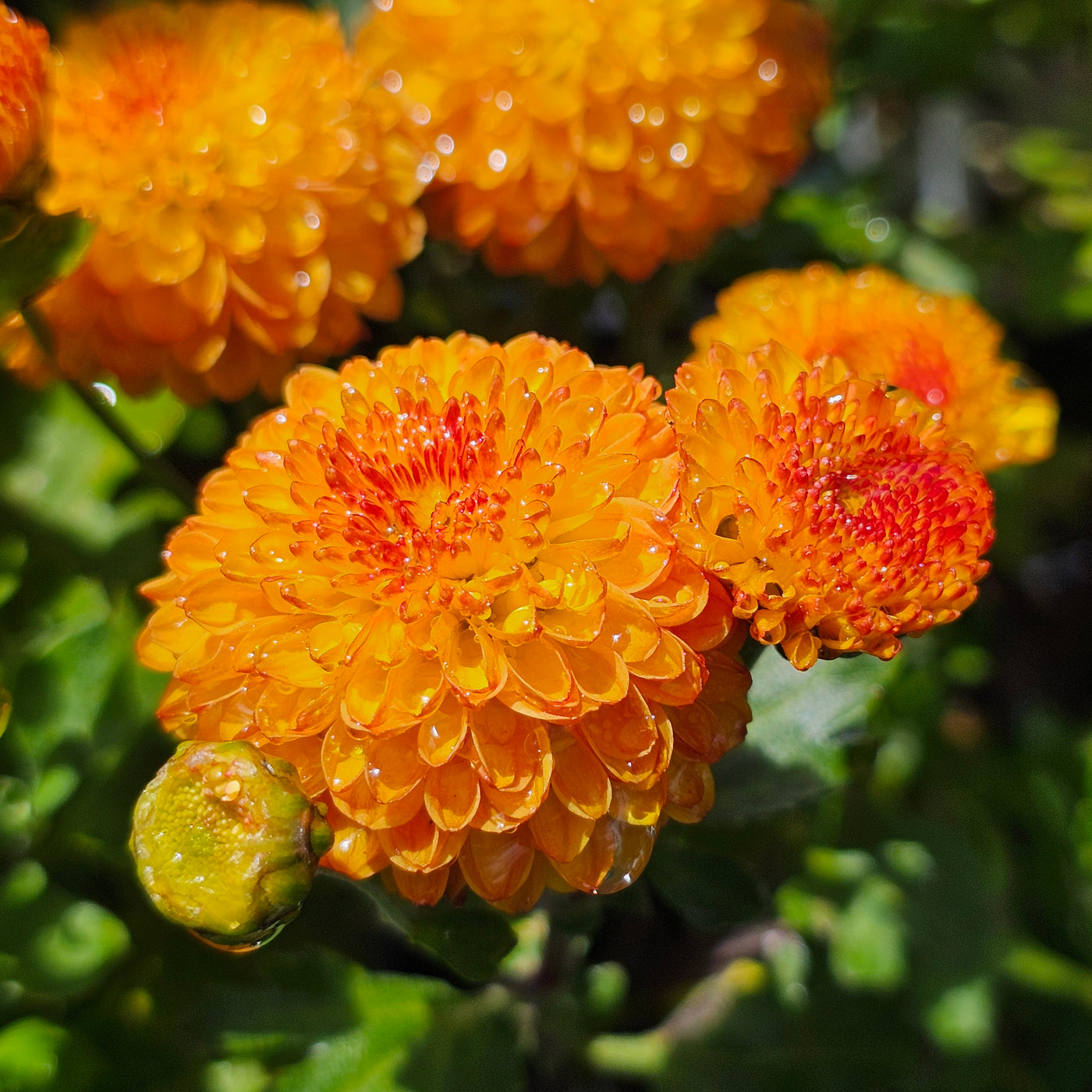 Chrysanthemum | Bronze Fairy