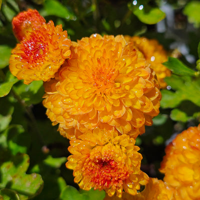 Chrysanthemum | Bronze Fairy