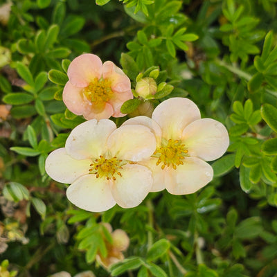 Potentilla | Peaches And Cream