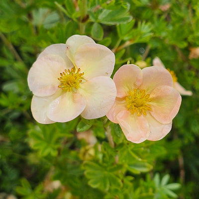 Potentilla | Peaches And Cream