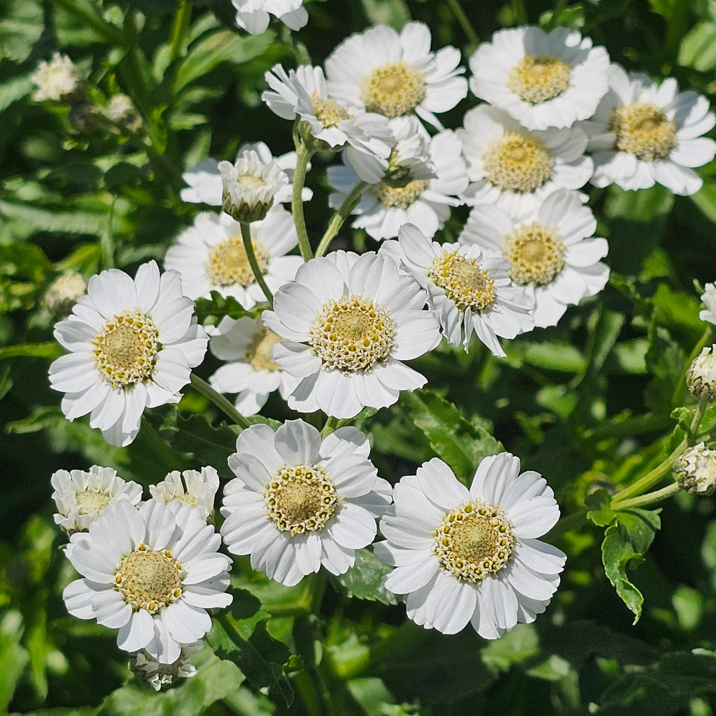 Achillea ptarmica | Noblessa