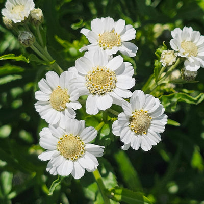 Achillea ptarmica | Noblessa