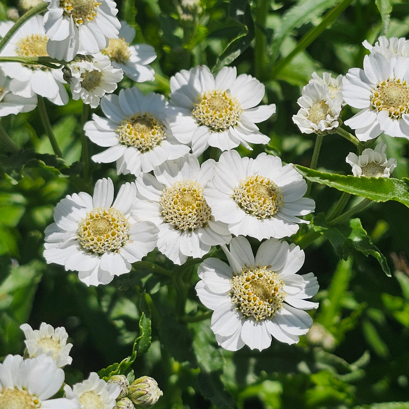 Achillea ptarmica | Noblessa